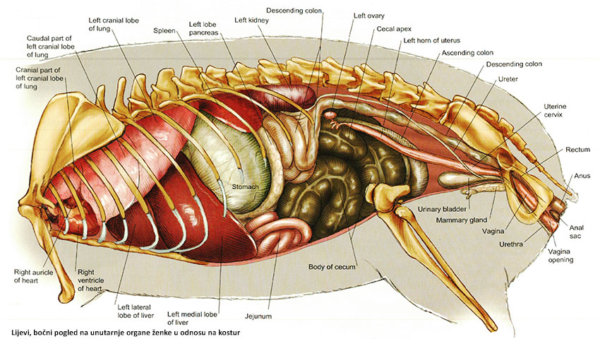 © 2008 Blackwell Publishing, Thomas O. McCracken, Robert A. Kainer, David Carlson