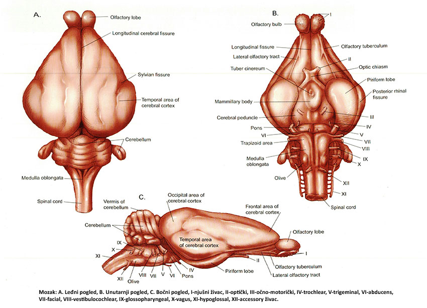 © 2008 Blackwell Publishing, Thomas O. McCracken, Robert A. Kainer, David Carlson